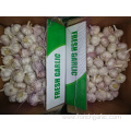 Normal White Garlic From Jinxiang 2019